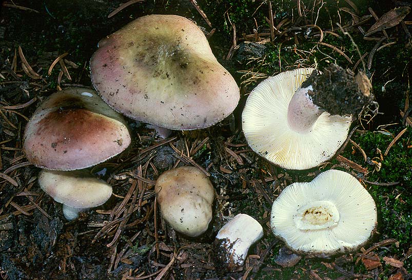 Russula pelargonia